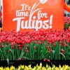 750. Geburtstag: Noch mehr Tulpen in Amsterdam