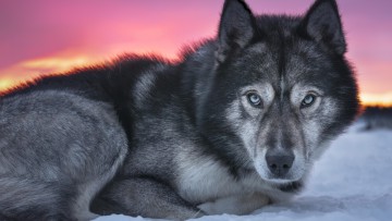 Husky in Schweden