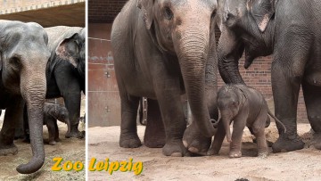 Elefantengeburt Zoo Leipzig