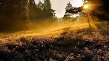 Neumarkt_Wald_Herbststimmung
