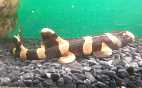 Weihnachtsgeschenk für das Sea Life Hannover