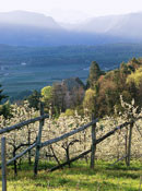 Apfelblüte Südtirol