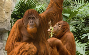 ZOOM entführt bald auch nach Asien