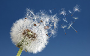 Löwenzahn, Pusteblume