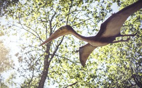 Flugsaurier, Dinosaurier Museum Altmühltal, Sonderausstellung, Denkendorf