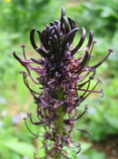 Heilpflanzen in der Botanika