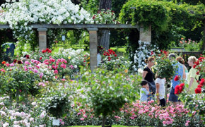 Rosengarten der Insel Mainau