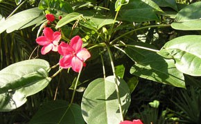 Jatropha