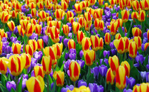 Keukenhof 2008 eröffnet