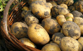 Die Kartoffel lässt sich feiern