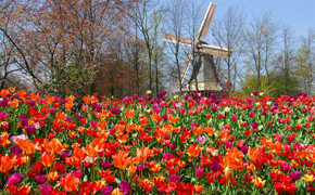 Keukenhof