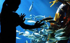 Kinder zählen im Sea Life Fische für den guten Zweck