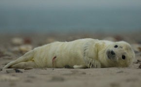 Wintertour zum Robben-Nachwuchs