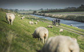 Lammtage Schafe Nordfriesland