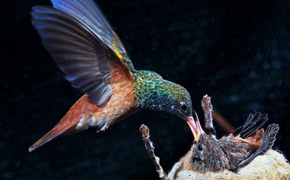 Weltvogelpark Walsrode