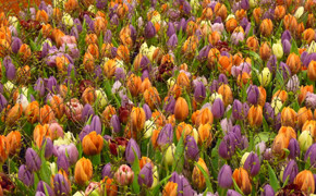 Floralientime Brüssel