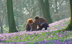 Krokus Husum