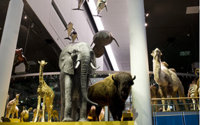 Naturkundemuseum Naturalis 