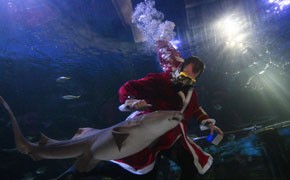 "Stille Nacht" für die Haie im Sea Life