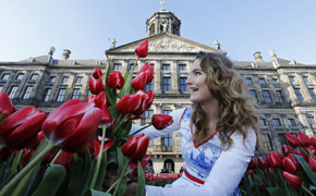 Niederlande: Start der Tulpensaison
