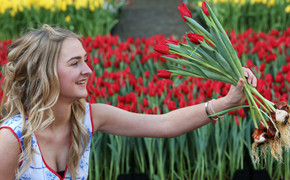 Tulpe Holland