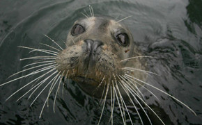 Wattenmeer ist Welterbe