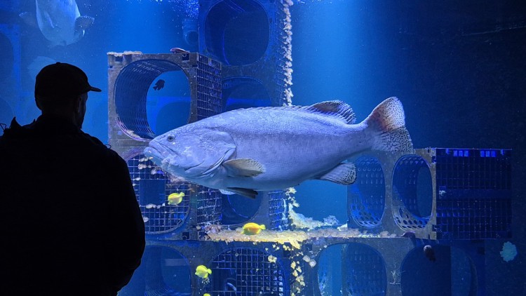 Aquarium  Nausicaá: Großes Panorama-Fenster