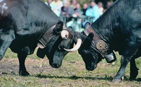 Aostatal, Batailles de Reines, Königin der Kühe