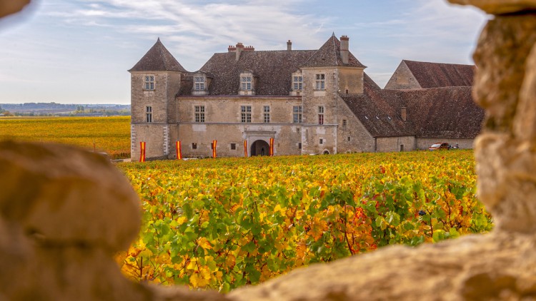 Burgund_Weingut_Reben