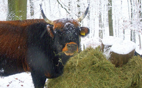 Eiszeitliches Wildgehege Neanderland
