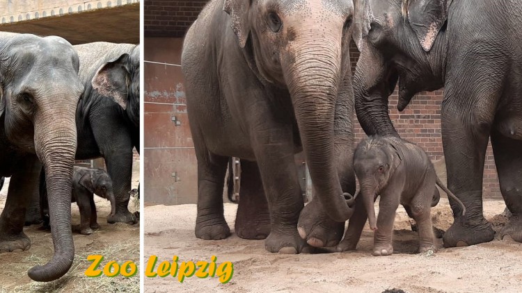 Elefantengeburt Zoo Leipzig