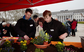 Koblenzer Gartenkultur