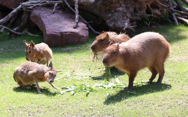 Südamerika, Zoo Leipzig