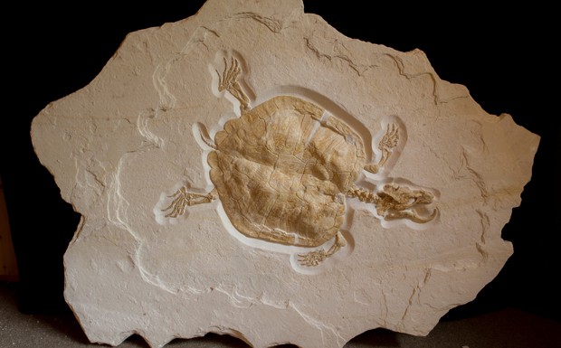 Killerfische, Dinosaurier Museum Altmühltal