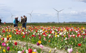 Tulpen, Niederlande, Amsterdam