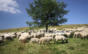 Rhön Schafe