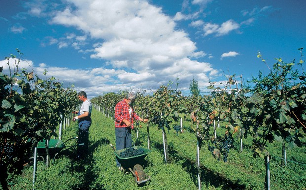 Burgenland Weinlese, Travel Partner