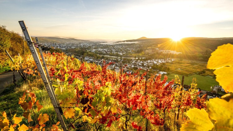 VPR_Ahrweiler Weinberge im Herbst_Bild5_16.10.26
