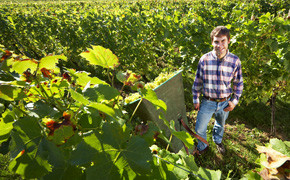 Weinernte Mosel