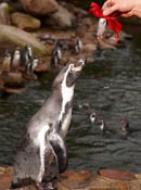 Weltvogelpark Walsrode