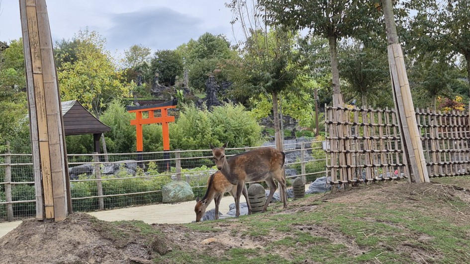 Japanischer Teil mit Rehen