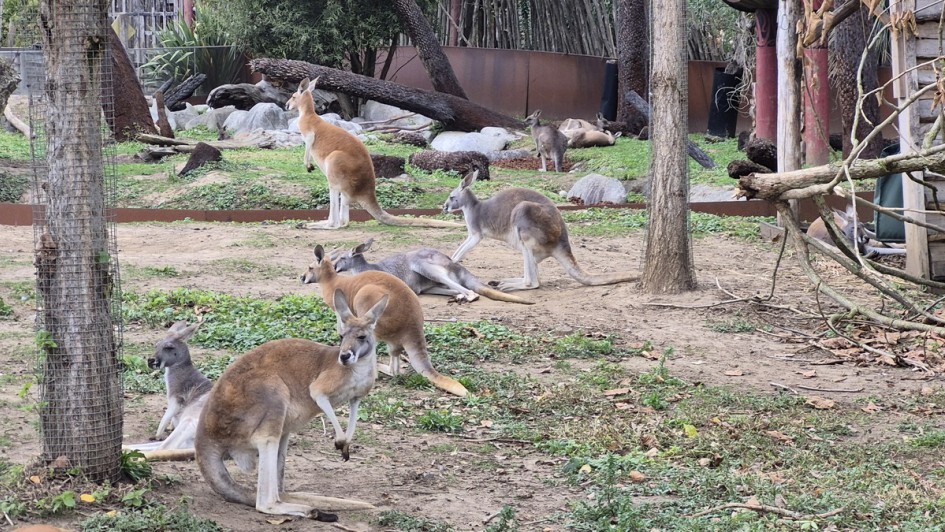 Australischer Teil mit Kängurus