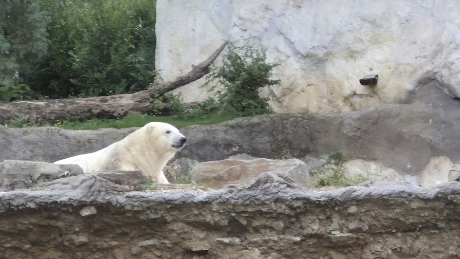 Eisbär in Pairi Daiza