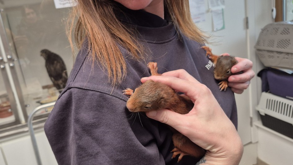 Tierklinik in Pairi Daiza