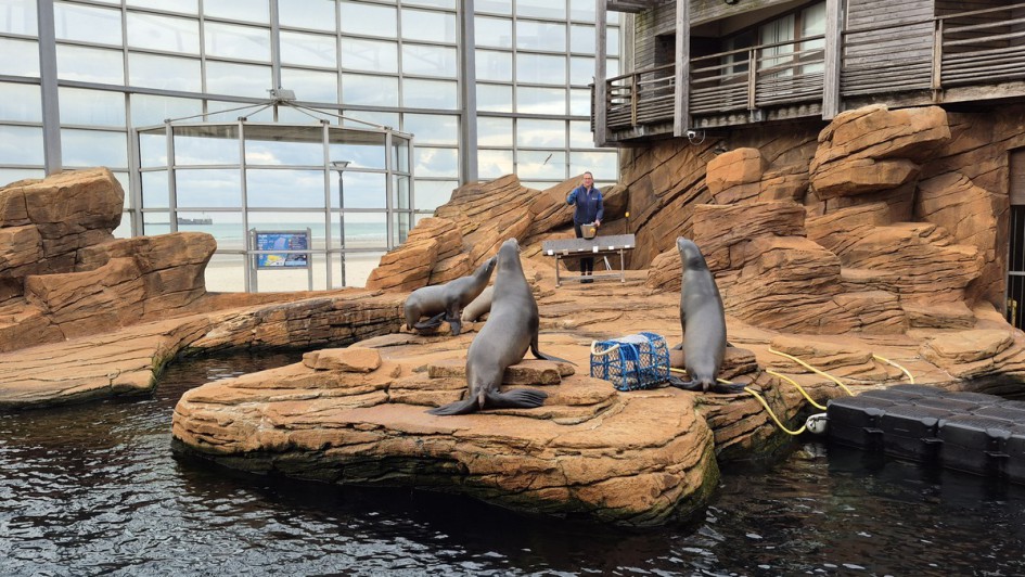 Seehunde bei der Fütterung