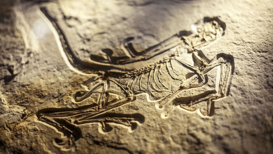 Dinosaurier Museum Altmühltal