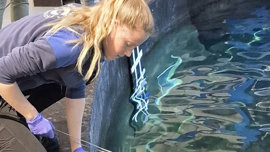 Fütterung im großen Becken