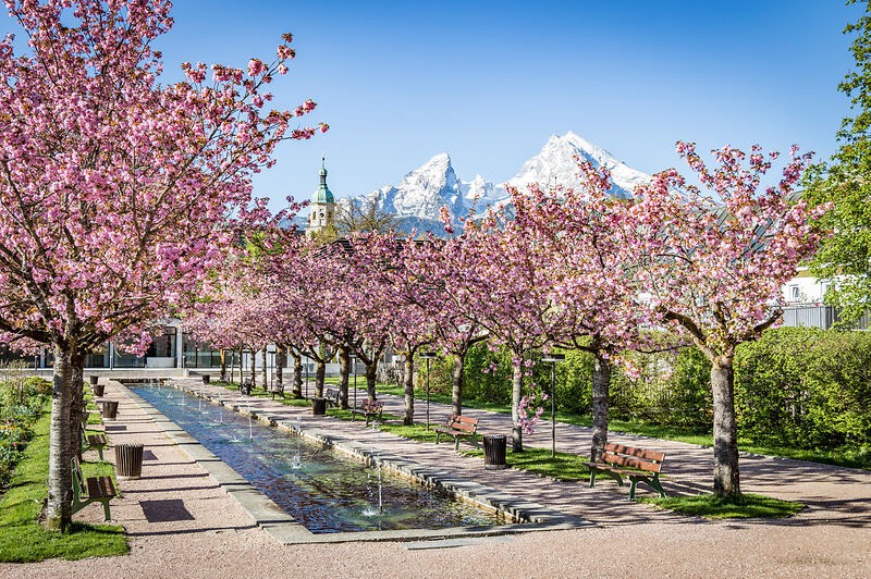 Kirschblüte_Kurgarten_BGD (19)
